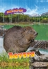 Afbeelding van Dieren in het wild Bevers