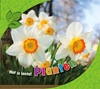 Afbeelding van Het is lente! Planten
