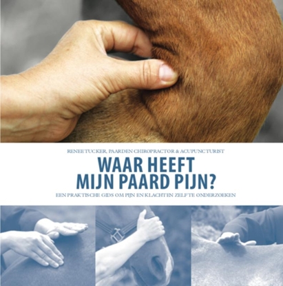 Afbeeldingen van Waar heeft mijn paard pijn?