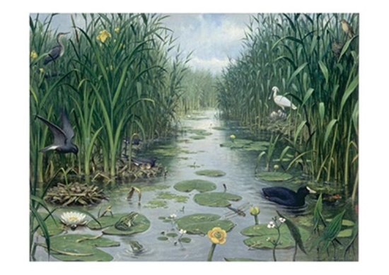 Afbeelding van Schoolplaat Het Naardermeer