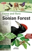 Afbeelding van Fauna and Flora of the Sonian forest