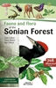 Afbeelding van Fauna and Flora of the Sonian forest