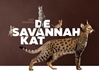 Afbeelding van De Savannah kat