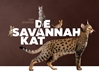 Afbeelding van De Savannah kat