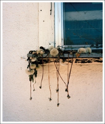 Afbeeldingen van Stick Holding Branch