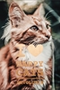 Afbeelding van I love Happy Cats Revolutie