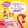 Afbeelding van Goeie vraag! Waarom is een flamingo roze?