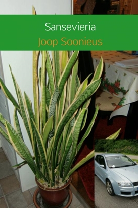 Afbeeldingen van Sansevieria