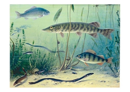 Afbeeldingen van Schoolplaat Zoetwatervissen