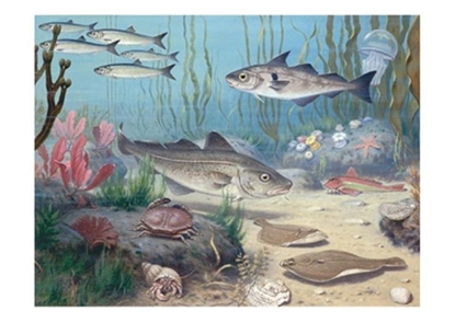 Afbeeldingen van Schoolplaat In de Noordzee