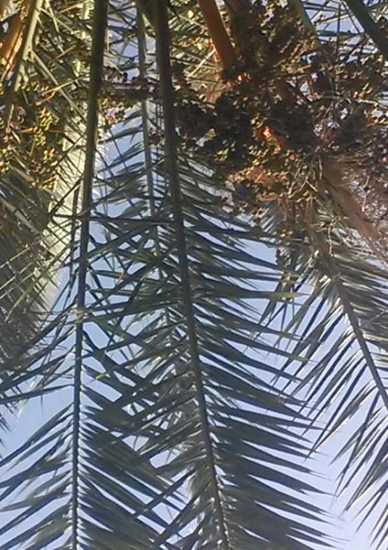 Afbeelding van Onder de palmboom