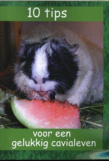 Afbeelding van 10 tips voor een gelukkig cavialeven