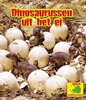 Afbeelding van Dino-onderzoekers Dinosaurussen uit het ei