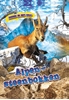 Afbeelding van Dieren in het wild Alpen Steenbokken