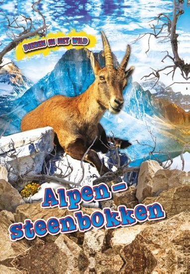Afbeelding van Dieren in het wild Alpen Steenbokken