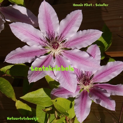 Afbeeldingen van Lentekriebels