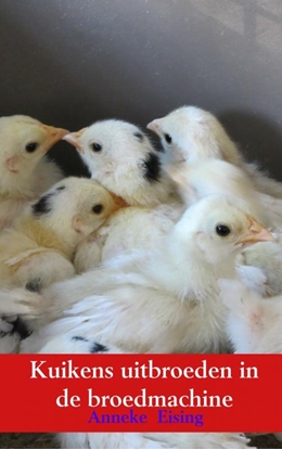 Afbeeldingen van Kuikens uitbroeden in de broedmachine