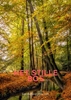 Afbeelding van Het stille bos