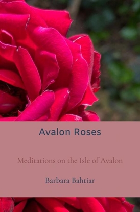 Afbeeldingen van Avalon Roses