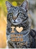 Afbeelding van I love Happy Cats I Love Happy Cats Legacy