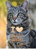 Afbeelding van I love Happy Cats I Love Happy Cats Legacy