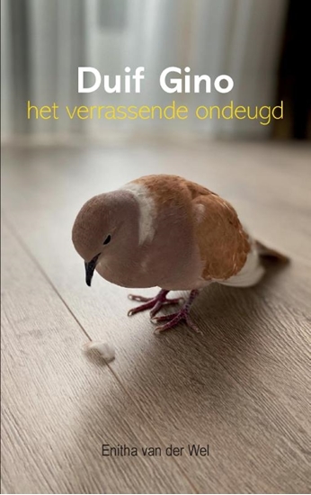 Afbeelding van Duif Gino