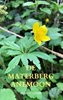 Afbeelding van De Materberg anemoon