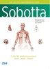 Afbeelding van Sobotta - Collectie anatomieposters