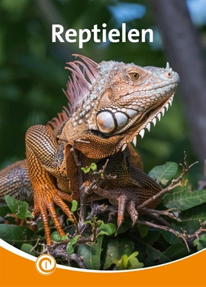 Afbeeldingen van Informatie Reptielen