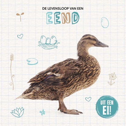 Afbeeldingen van Uit een ei! De levensloop van een eend