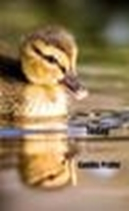 Afbeeldingen van Today