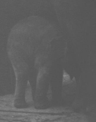 Afbeeldingen van Entendue