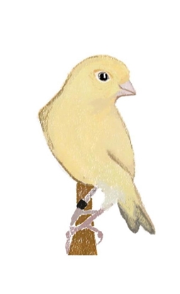 Afbeeldingen van Canary