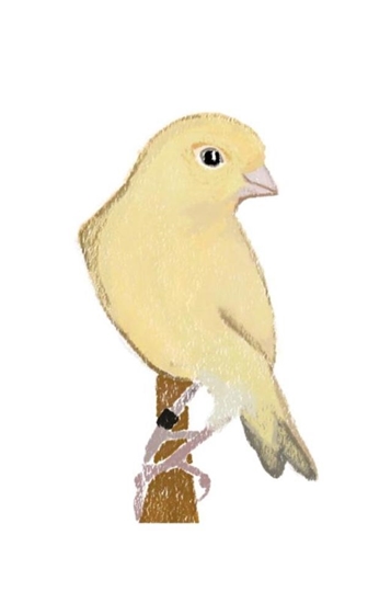 Afbeelding van Canary