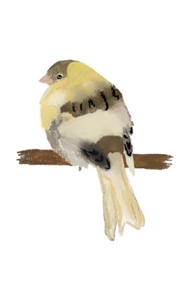 Afbeeldingen van Canary