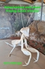 Afbeelding van Bidsprinkhaan stelt attent - Praying mantis trickster