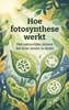 Afbeelding van Hoe fotosynthese werkt