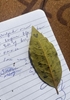 Afbeelding van Smoking Syllables