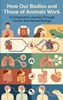 Afbeelding van How Our Bodies and Those of Animals Work