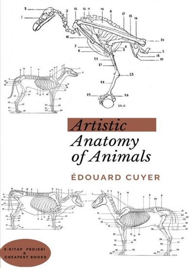 Afbeelding van Artistic Anatomy of Animals