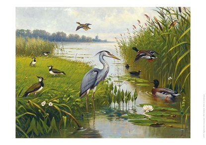 Afbeeldingen van Schoolplaat Water- en Weidevogels