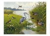 Afbeelding van Schoolplaat Water- en Weidevogels