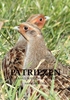 Afbeelding van Patriezen