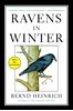 Afbeelding van Ravens in Winter