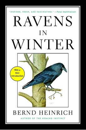 Afbeeldingen van Ravens in Winter