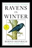 Afbeelding van Ravens in Winter