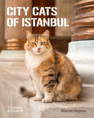 Afbeeldingen van City Cats of Istanbul
