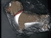 Afbeelding van Knuffel Ollie
