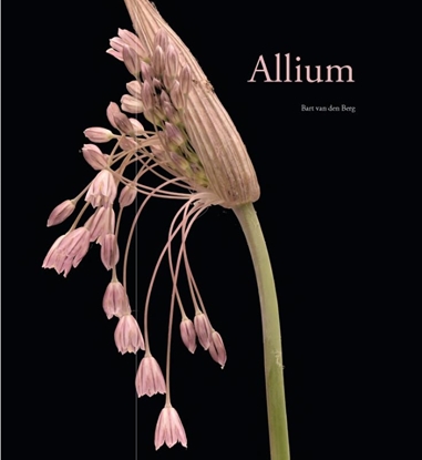 Afbeeldingen van Allium