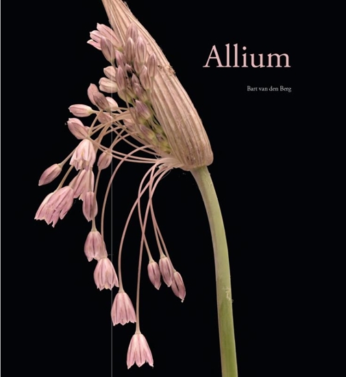 Afbeelding van Allium